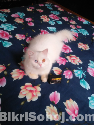 Persian cat female doll face